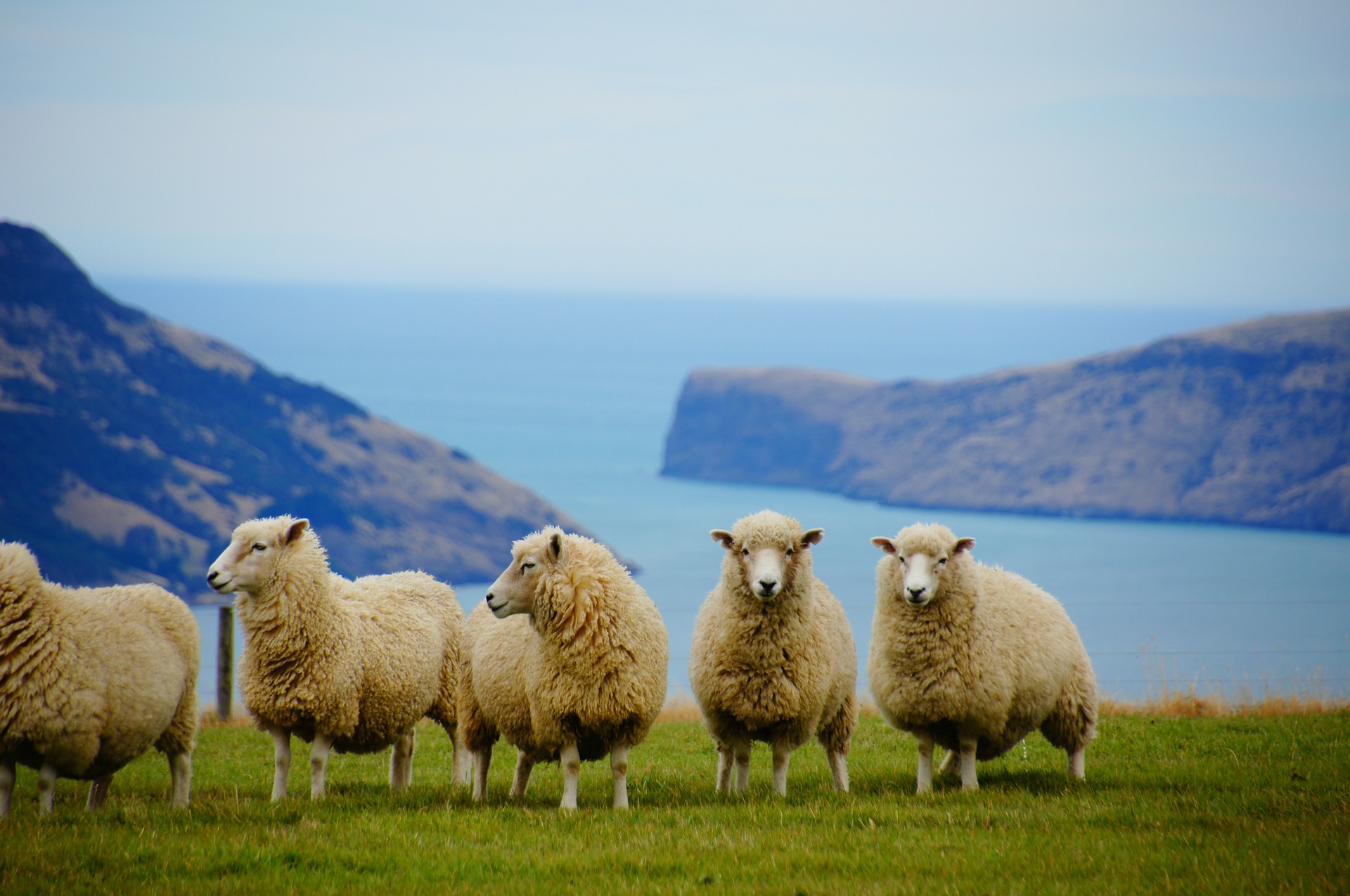 viza za novi zeland